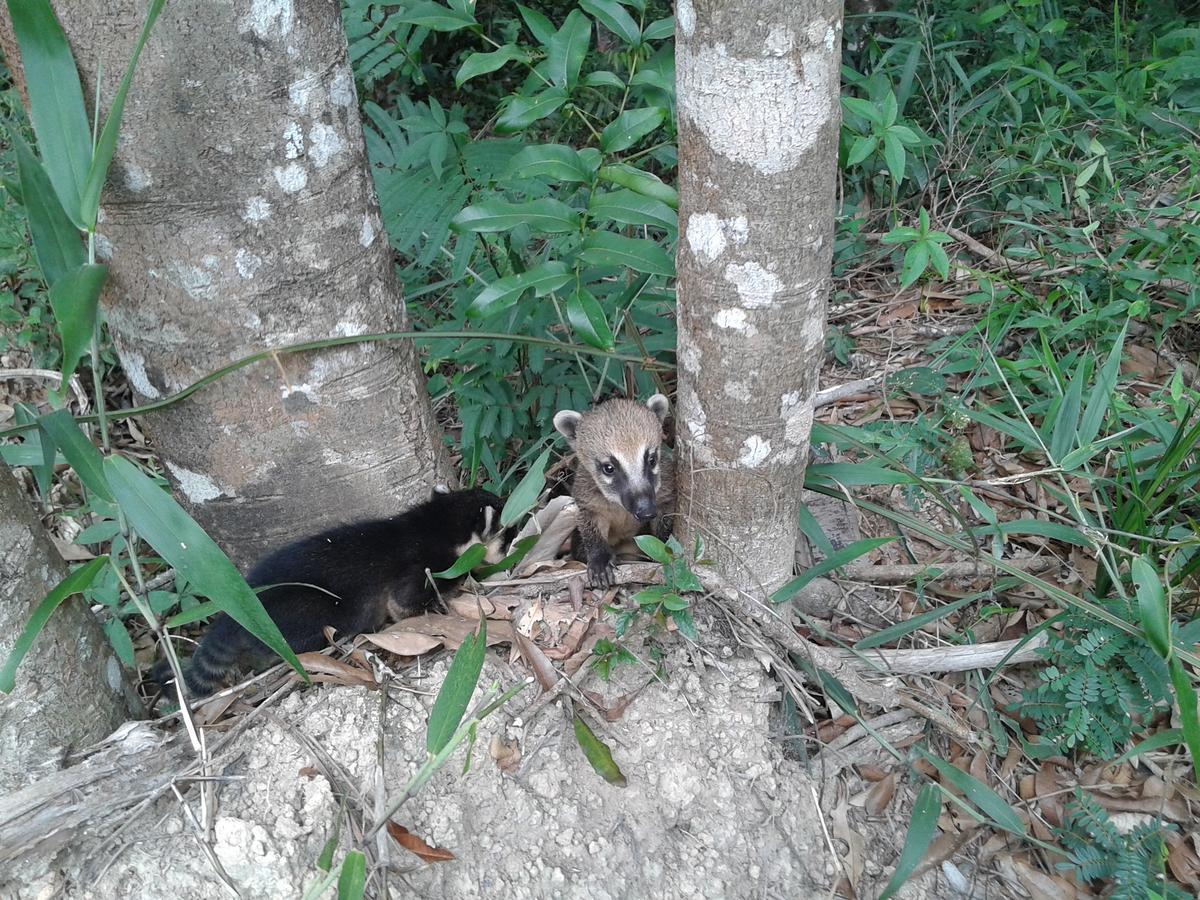 Sossego Da Mata Villa Santo Antonio do Leite Bagian luar foto